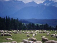 Day Trading Surge: Strategies to Capitalize on Today’s Volatile Market Trends